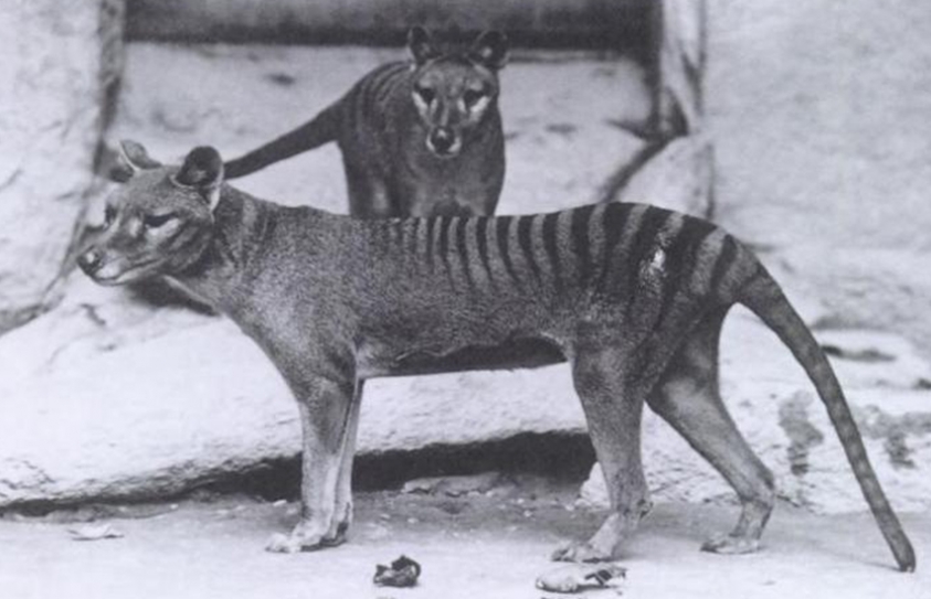 'Sightings' Of Extinct Tasmanian Tiger Prompt Search In Queensland 