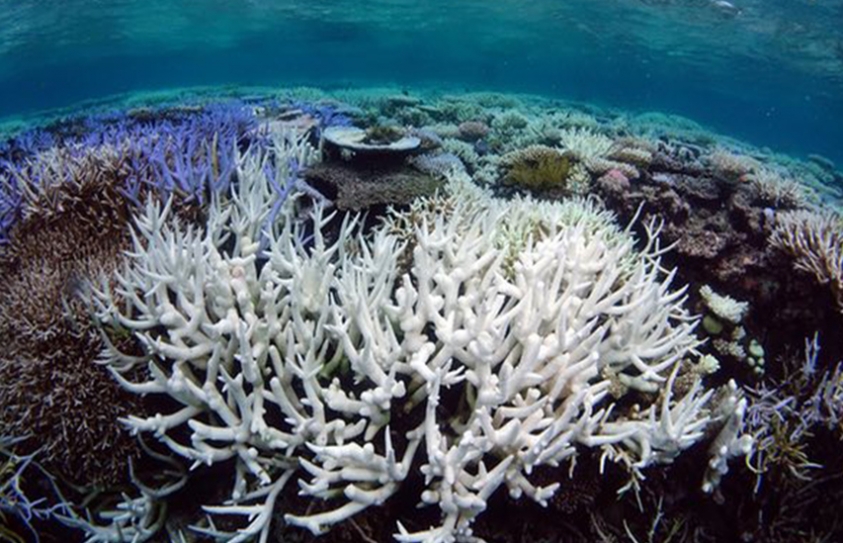 Scientists Print 3D Models Of Great Barrier Reef In Bid To Save It 