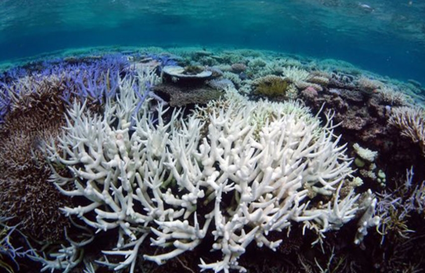Plan To Pump Cold Water On To Barrier Reef To Stop Bleaching Labelled 'Band-Aid' 