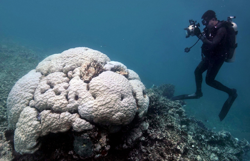 Large Sections Of Australia’s Great Reef Are Now Dead, Scientists Find