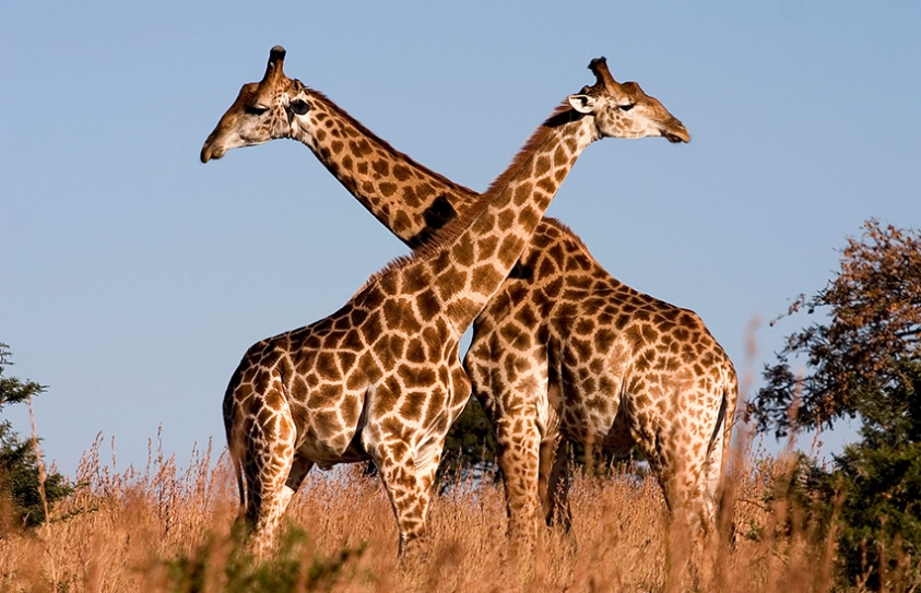 Giraffes Must Be Listed As Endangered, Conservationists Formally Tell US 