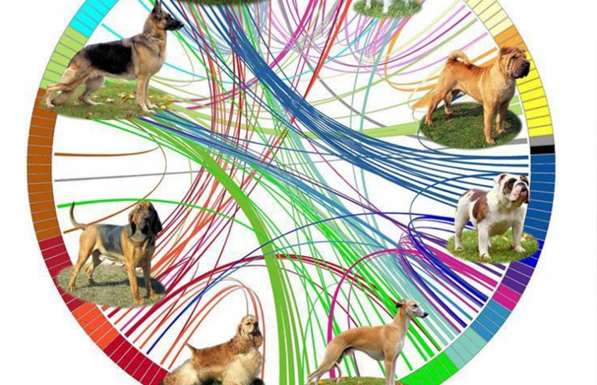 Genetic Map Of Dogs Evolution Sheds Light On Cancer & Diabetes 