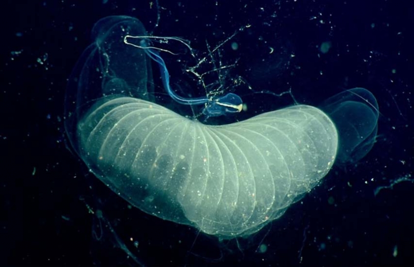 In Disposable Mucus Houses, These Zooplankton Filter The Ocean 