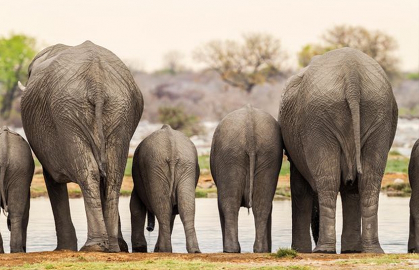 10 Selfish Reasons To Save Elephants 