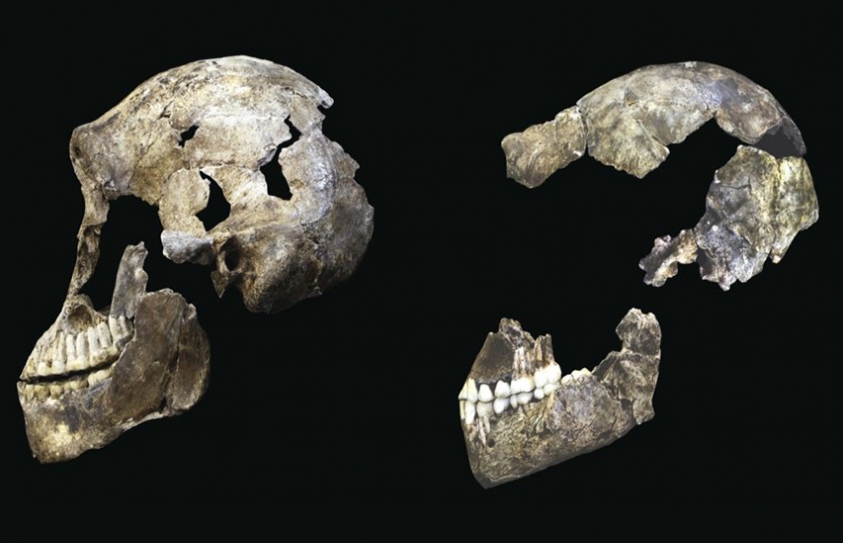 Amazing Haul Of Ancient Human Finds Unveiled 