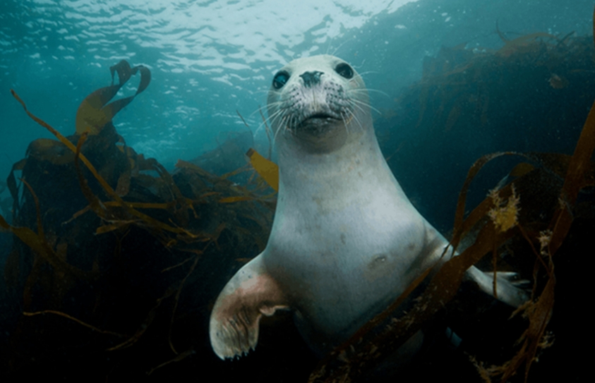 Scientists: Seals Are Deafened In Noisy Shipping Lanes 