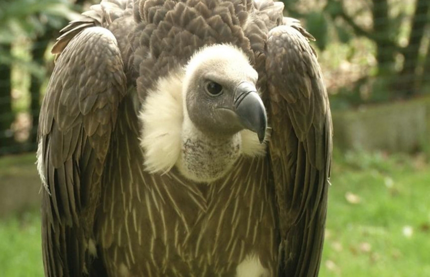  A Gay Vulture Couple Hatched A Chick Together. They Proved 'They Can Do It' 