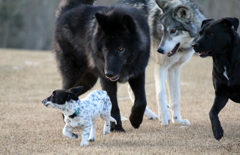   Dogs & Wolves Share Sense Of Fair Play 