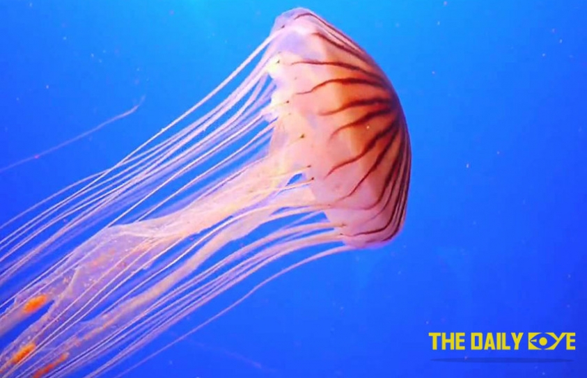 The Jellyfish are taking over our Oceans!