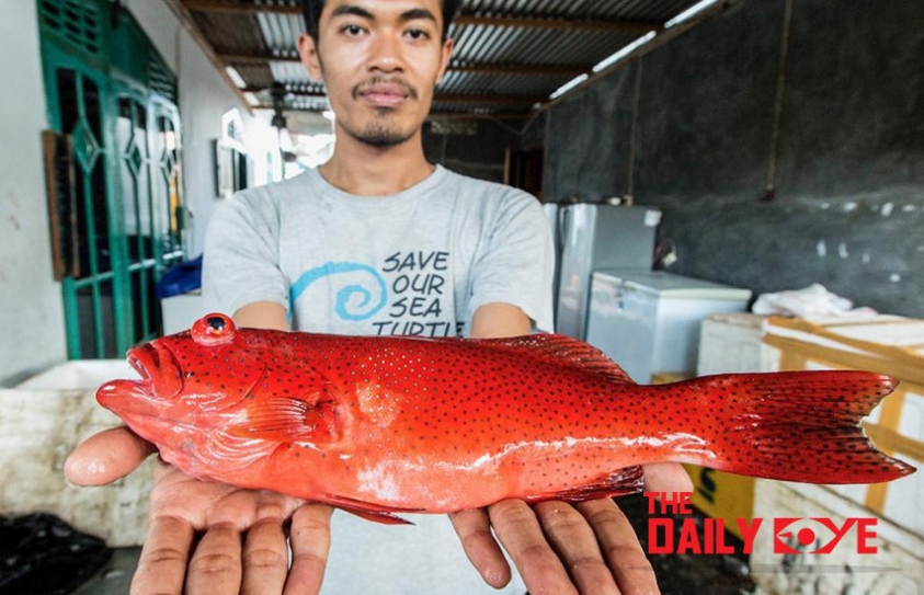 Indonesian Fishermen build Database to protect their Fish Industry