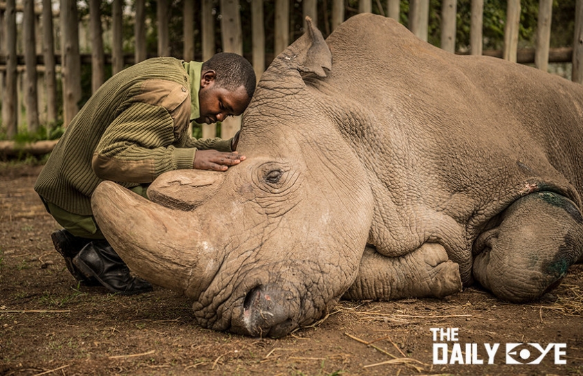 Can we save the Northern White Rhino from Extinction?