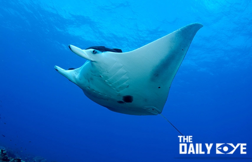 A Team of Women Conserve the Giant Gentle Manta Rays