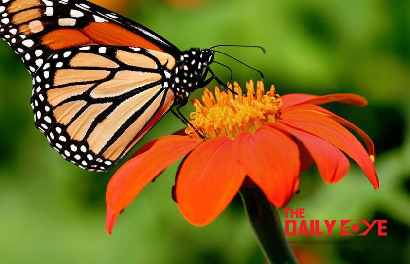 Uttarakhand to Host India's First Ever Butterfly Festival