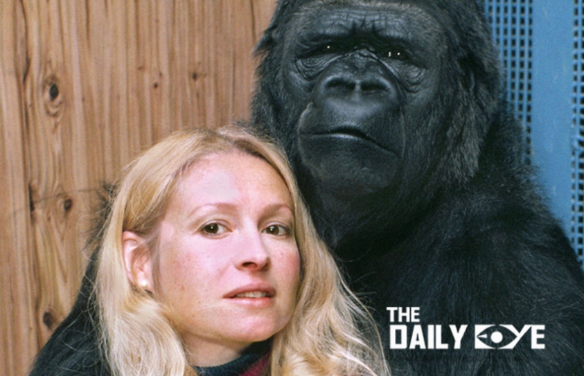Koko, the Gorilla: A Great Communicator and an Extraordinary Teacher