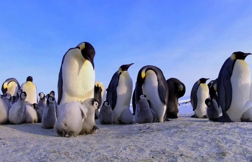 Its doomsday for thousands of Emperor penguin chicks