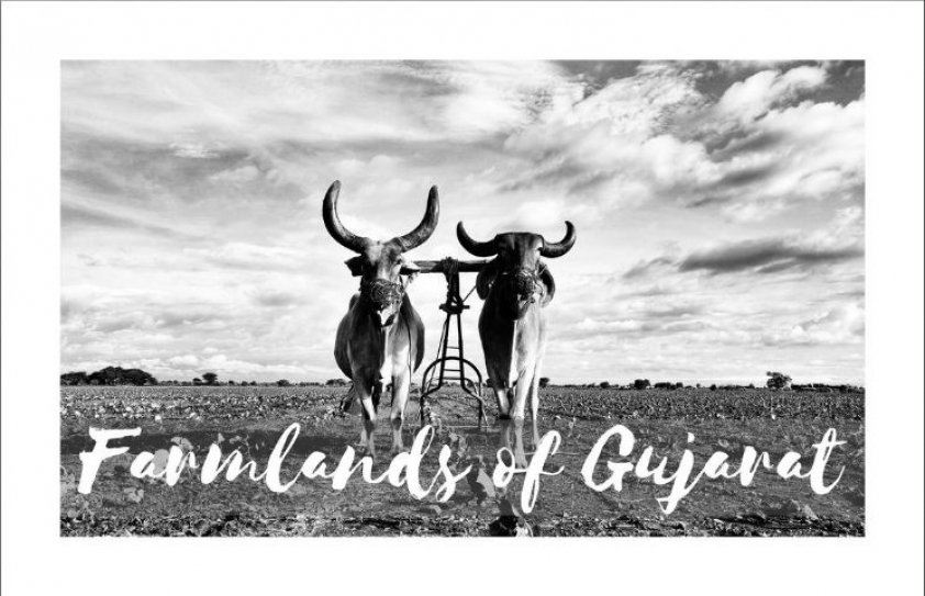 Farmlands of Gujarat: Escape for city-dwellers