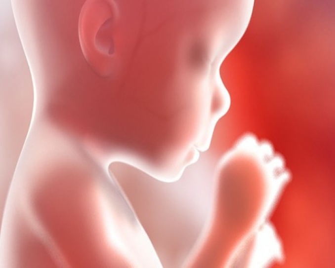 Exposure to particulate matter during pregnancy harms foetus