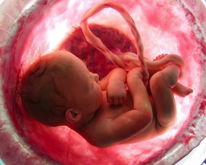 Bad Eating Habits Start in the Womb
