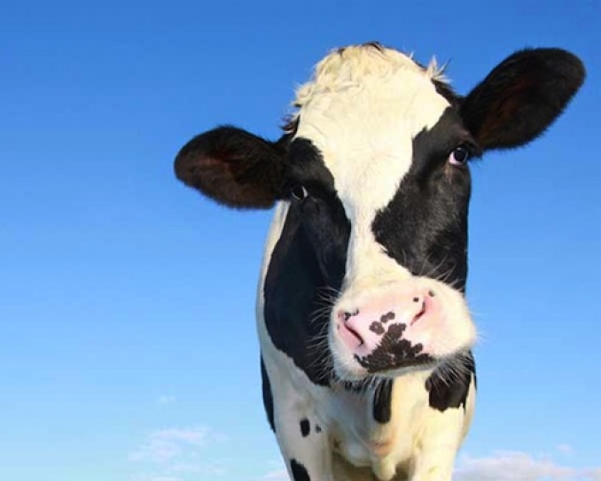 Organic whole milk provides best heart-health benefits, study says