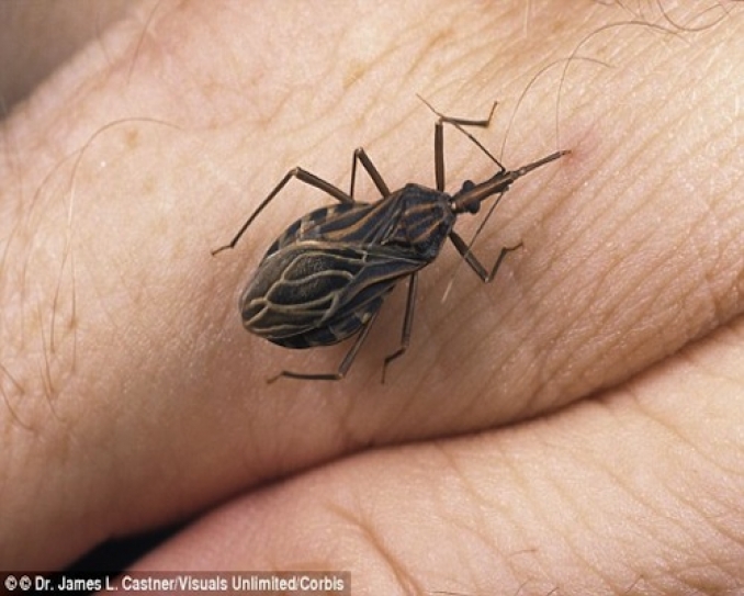 Caribbean Travellers Warned About Mosquito-Borne Illness