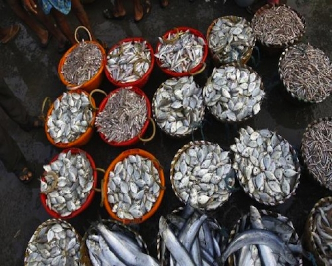 Fishy business: will venture capitalists embrace sustainable seafood?