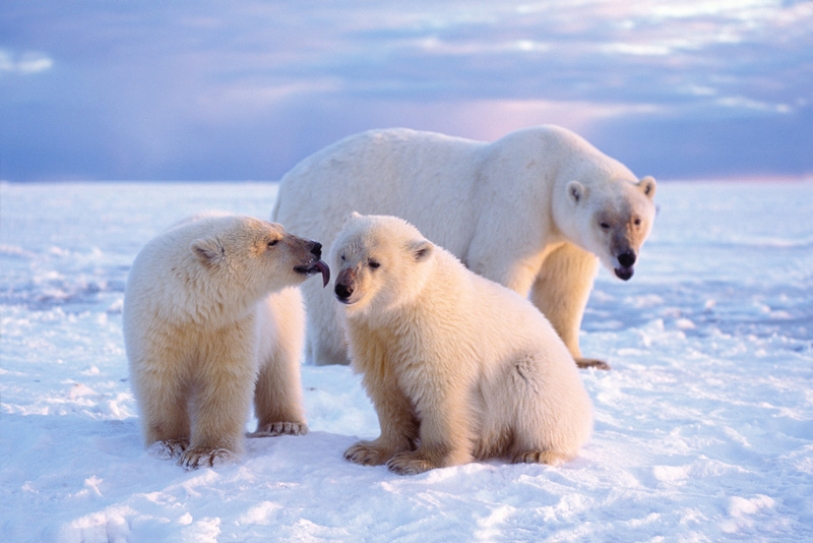 Polar Bears Changed their Diet to Survive Climate Change