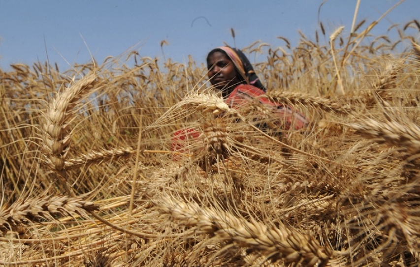 Climate change adversely affecting agriculture
