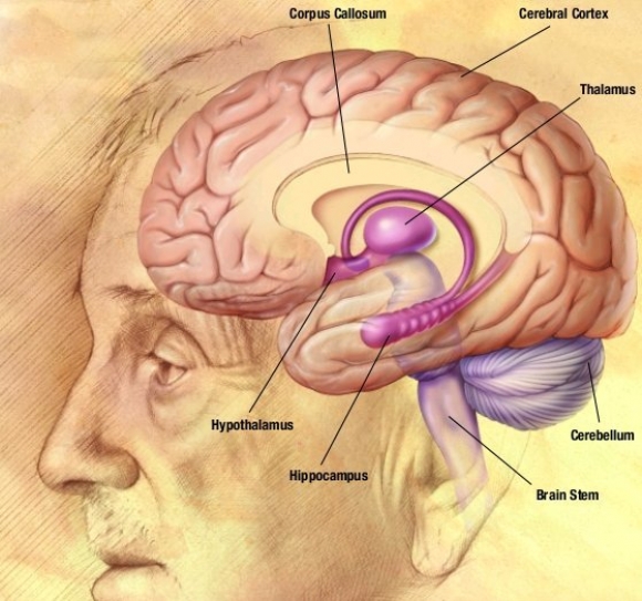How does the brain link different memories?