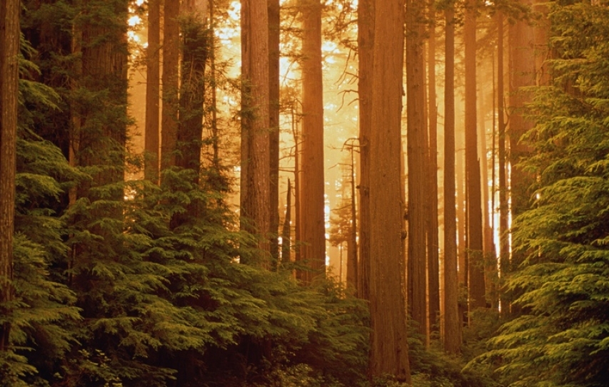 Agroforestry in India: new national policy sets the bar high