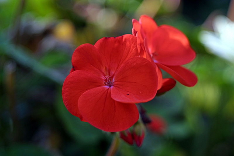 Geranium root is potent HIV-1 killer