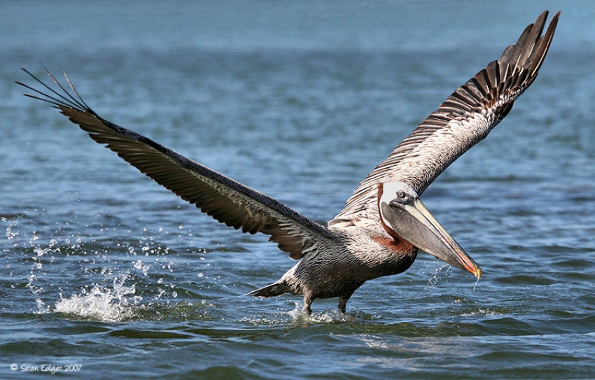 Experts, eco-scholars conduct annual water bird census