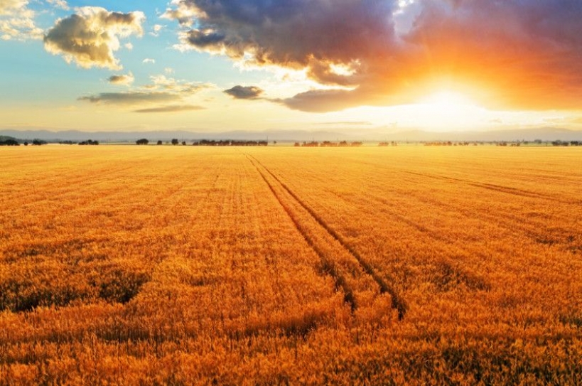 Climate change will reduce crop yields sooner