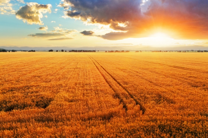 Climate change will reduce crop yields sooner than we thought