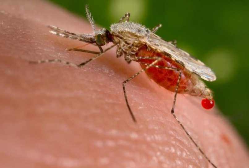 Global warming and our health