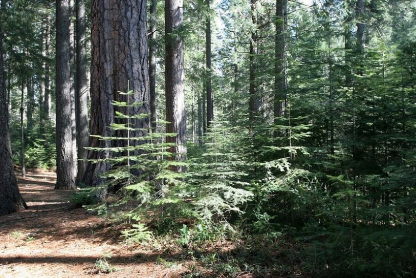 Save Forests to Prevent Climate Change Woes