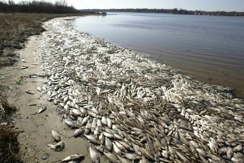 Fish losing survival instinct in acidic oceans