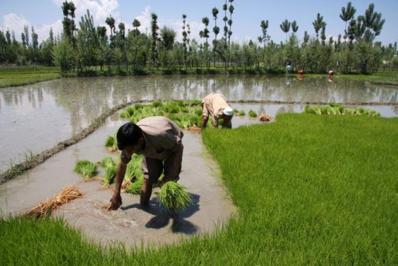 Kashmir loses Rs18 cr agri crop to bad weather