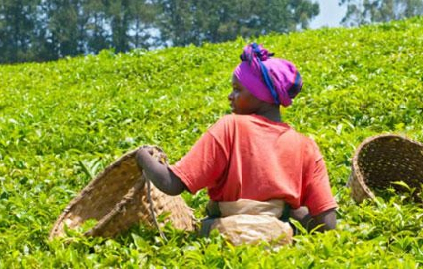 UN Global Compact unveils principles for sustainable food