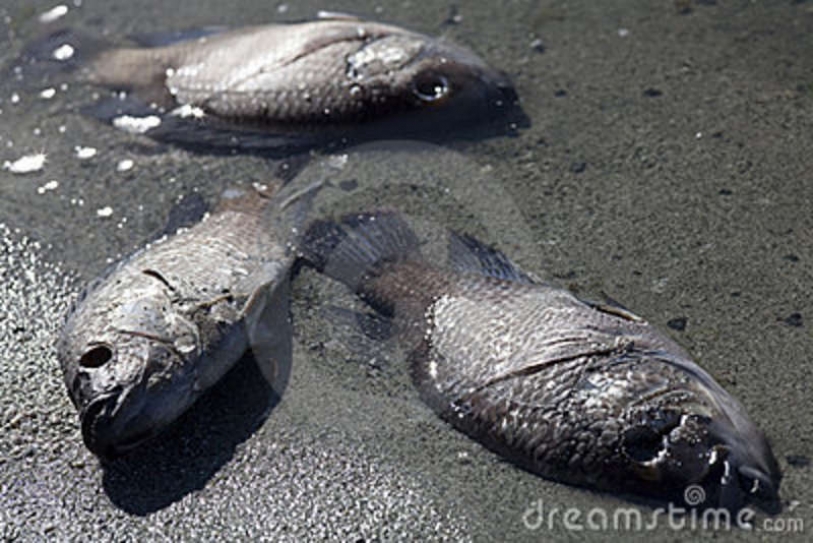 Dumping of dry ice in rivers is killing marine life