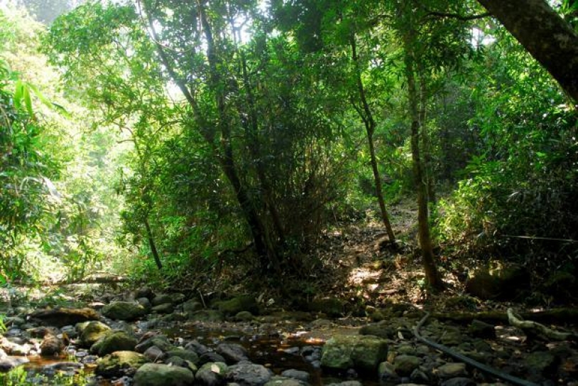 India drafts policy to cut carbon emissions from deforestation