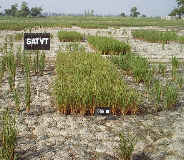In Kerala, farmers fight to preserve world’s only variety of salt-resistant rice – and the ecosystem