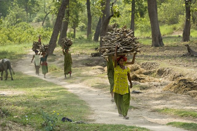 About 1.6 Billion People Of The World Depend On Forests For Living