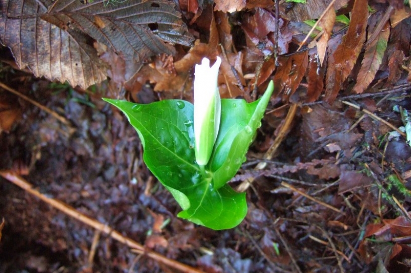 Leafing out and climate change