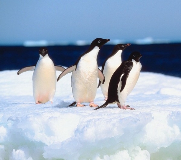 Climate Change Causes Winner And Losers In Penguins