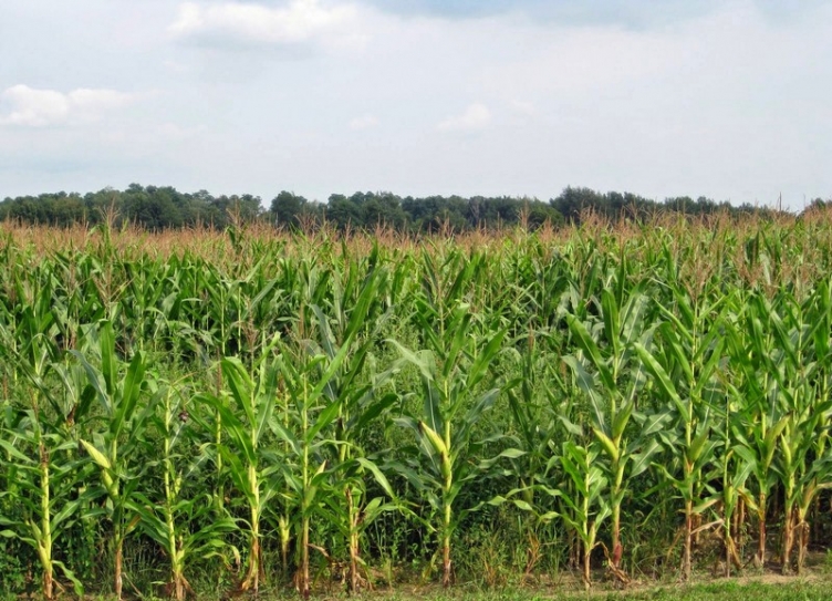 How Farmers Could Help Slow Global Warming