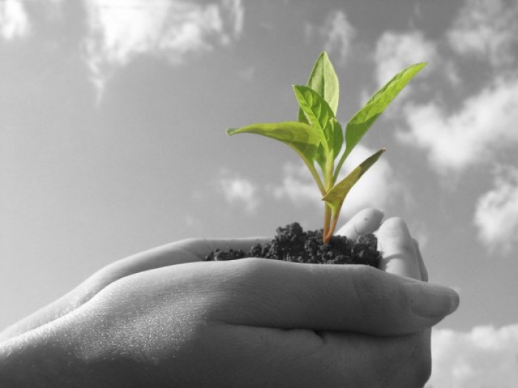 Global Warming, Planting Trees