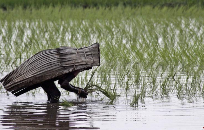 Can India Reform Its Agriculture?