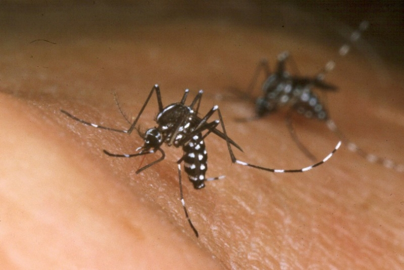 Mosquito-borne virus shows polio-like symptoms