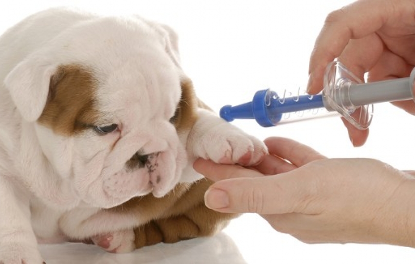 Anti-rabies vaccination camp held