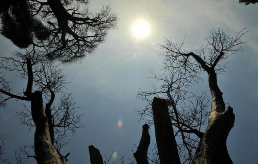 Creating the climate for India’s low carbon growth story